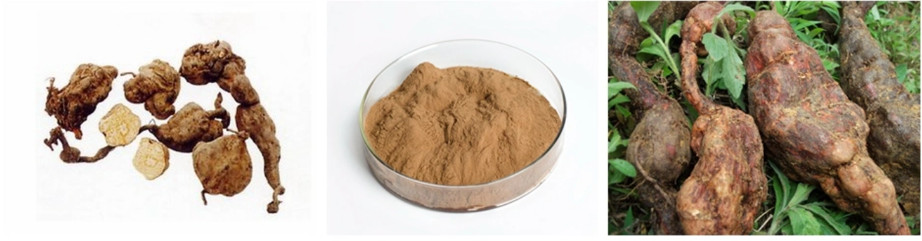 1.Polygonum multiflorum extract