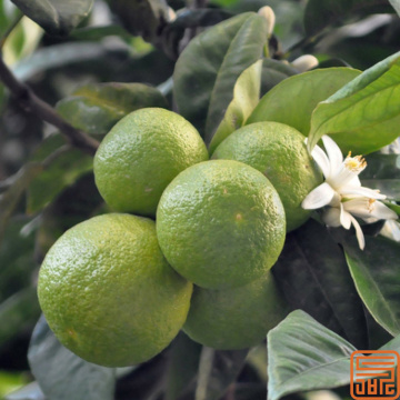 Citrus aurantium Extracto Synefrine 6%