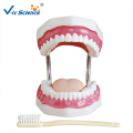 Μοντέλο οδοντιατρικής φροντίδας 28/32 Δόντια με γλώσσα