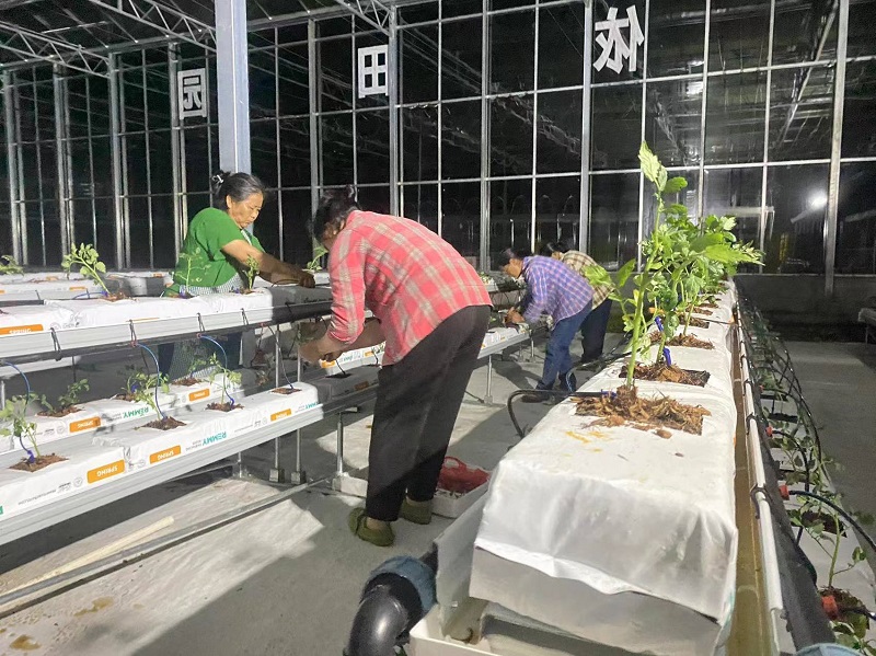 Qingcheng Agriculture's Crafted Pengshui Glass Greenhouse Project: Soilless Cultivation Industrial Park Launched and Operational