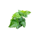 High content flavonoid extract of mulberry leaf