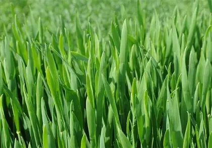 Organic Barley Grass Powder 20