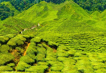 Tea plantation