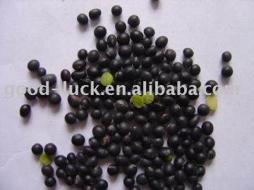 small black soy bean