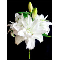 Chardonnay Double Petal Lily