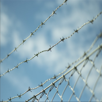 600m roll galvanized barbed wire