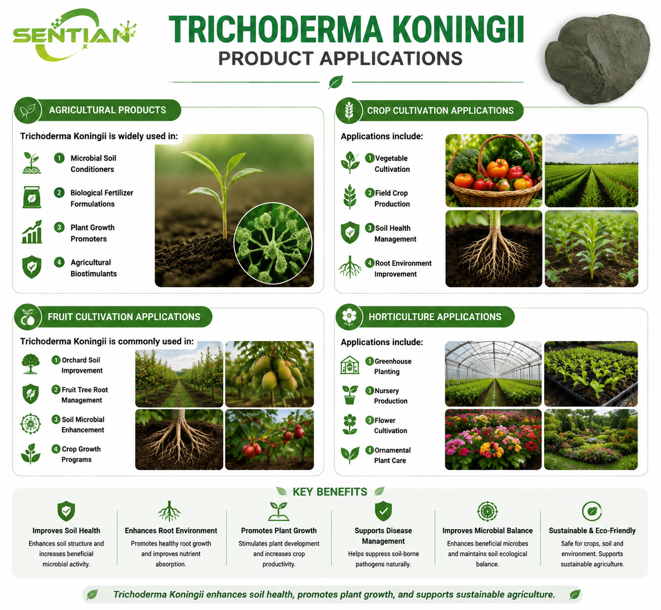 Trichoderma koningii（2）