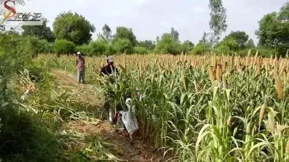 Rice Harvester Agricultural Machinery: Casting and Harvesting Solutions