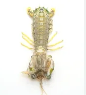 Frozen mantis shrimp