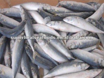 Land frozen frozen mackerel