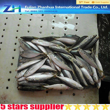 frozen yellow tail horse mackerel frozen jack mackerel