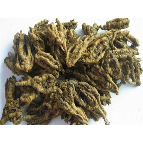 coptis chinensis root extract