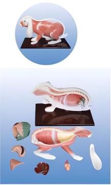 Rabbit anatomical mode-2