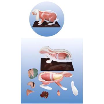 খরগোশ শারীরবৃত্তীয় মোড -২