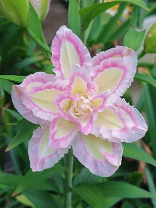 Lucky Angel Double Oriental Lily