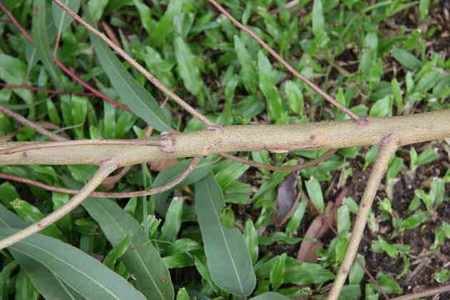 Óleo de eucalipto natural puro de óleo essencial de limão