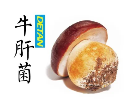 Delicious Fresh Boletus Mushroom