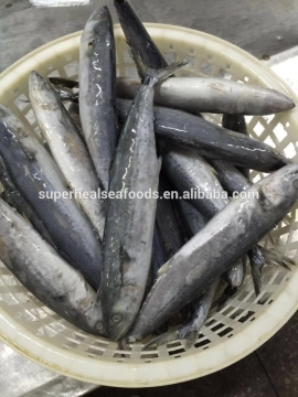 Frozen Spanish Mackerel Whole Round