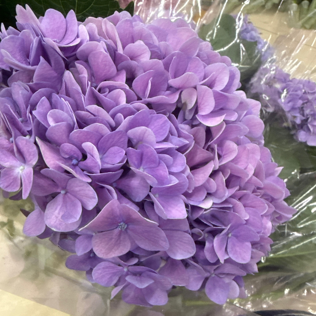 Purple single hydrangea