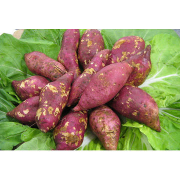 $229-new harvest price for Fresh sweet potatoes