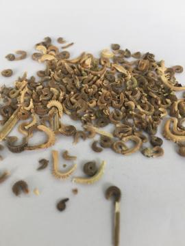 High quality calendula officinalis seeds for planting