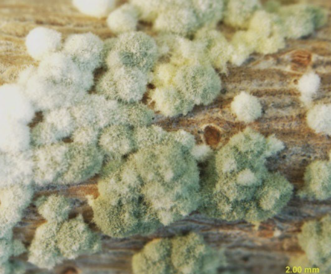 Trichoderma Asperellum for Agriculture