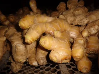 organic fresh anqiu ginger