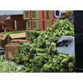 Soğuk Salata için Yunnan Çıtır Gongcai