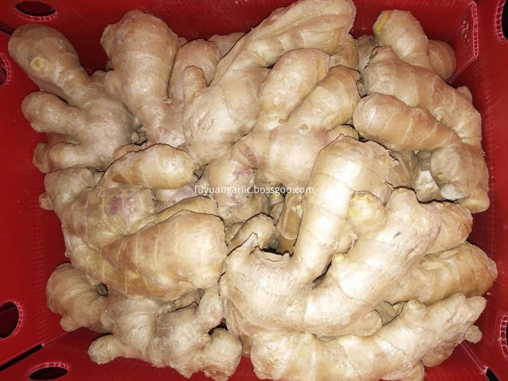 Air Dried Ginger Yellow Fat