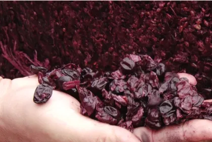 Grape Juice Machine for White Grape Juice Concentrate - Made in China