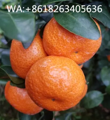 fresh sweet baby madrain