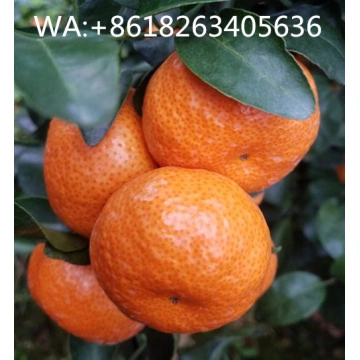 Fresh Mandarin – Millennium International Import & Export