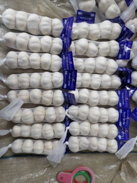 small packing new garlic
