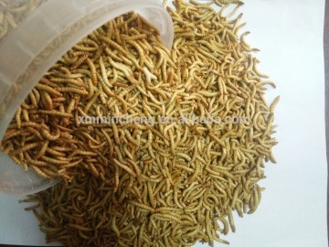 Pet food type worm