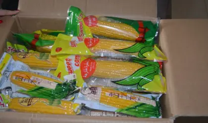 fresh whole sweet corn