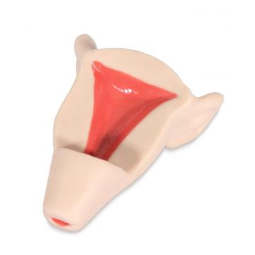 مدل آموزش IUD III