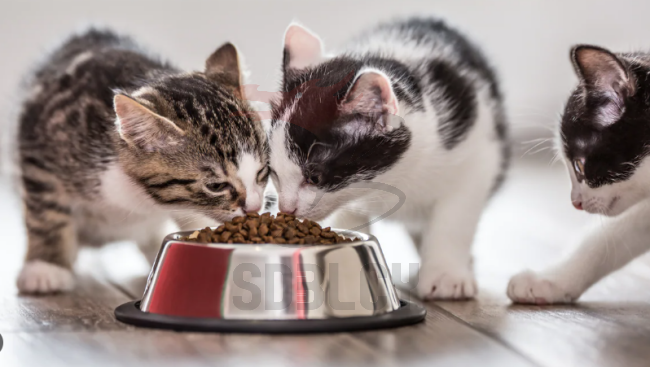 Cat Feeding Png