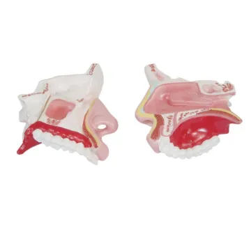 Model of the Anatomy Nasal Cavity