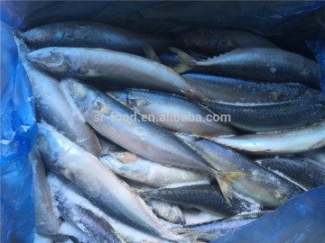 high Quality Frozen whole Mackerel