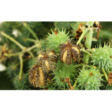 Huile de ricin 100% naturelle pour la croissance des cheveux