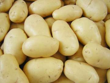 2014 China Fresh Potatoes