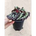 good price begonia 3 plants