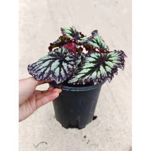 buen precio begonia 3 plantas