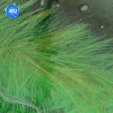 Brosse de nettoyage d'aquarium pour l'entretien des aquariums