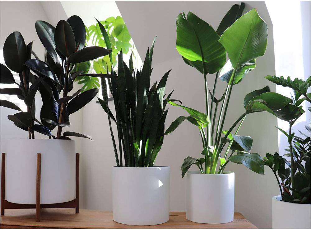 Large Plant Pot for Living Room