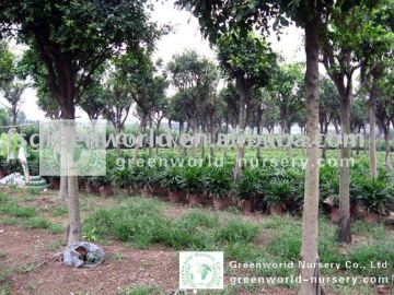 Ficus Nitida in ground