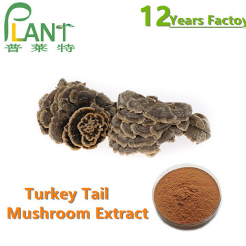 ผงสกัดหางไก่งวงอินทรีย์ Trametes Versicolor