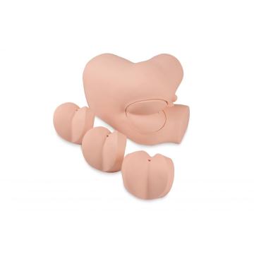 Rectal Examination Training Model