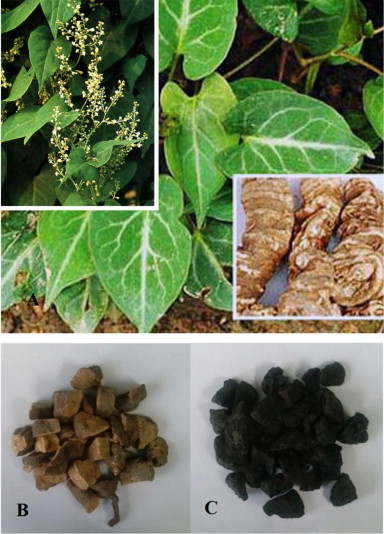Polygonum Multiflorum Root Extract Powder