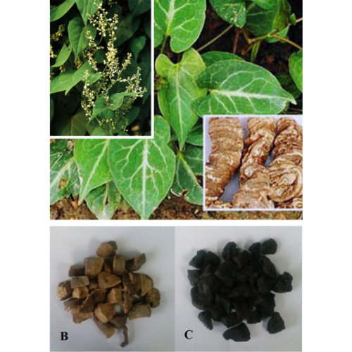Polygonum Multiflorum Root Extract Powder